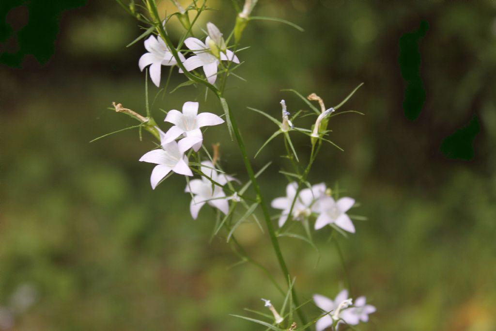 Campanula rapunculus